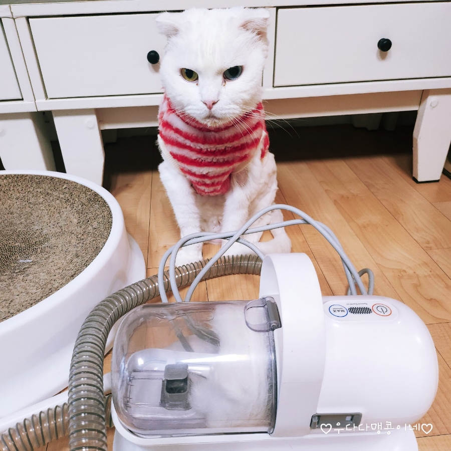 고양이 진공 바리깡 셀프 미용 후기: 럽마이펫 시즌1