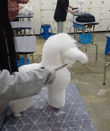 이정민애견미용학원 이미지