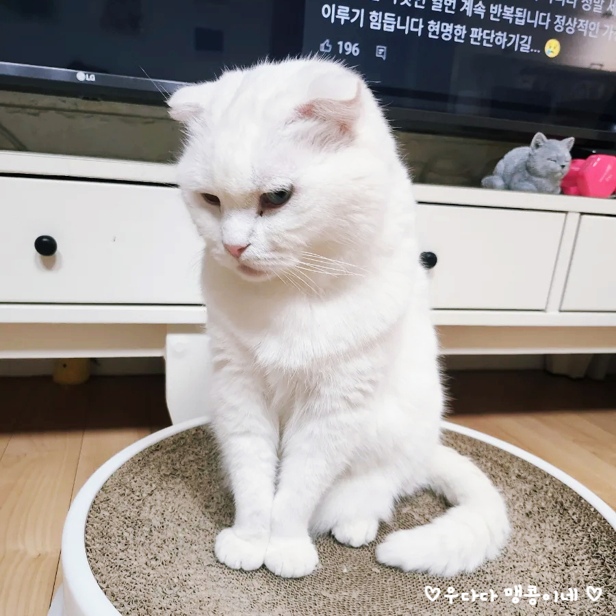 고양이 진공 바리깡 셀프 미용 후기: 럽마이펫 시즌1 — 사진 2