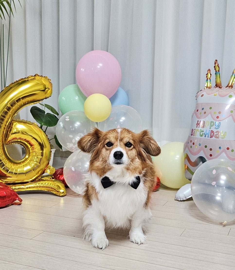 산희 이미지