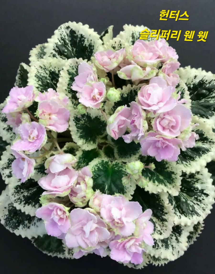 바이올렛 이미지