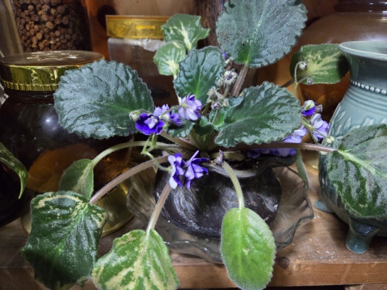 벌꿀식당 이미지