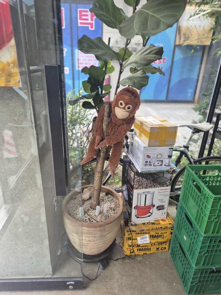 고릴라스윗츠 이미지