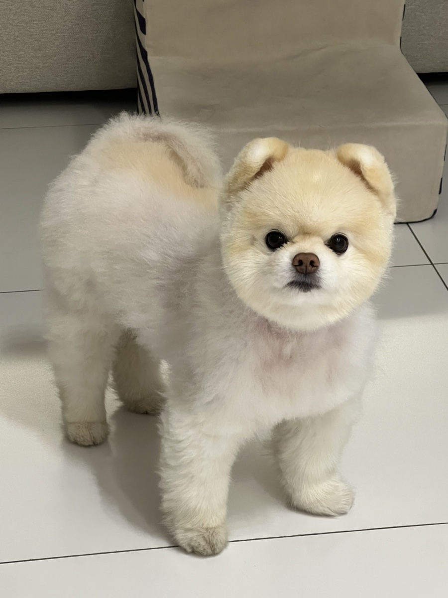 복대박 이미지