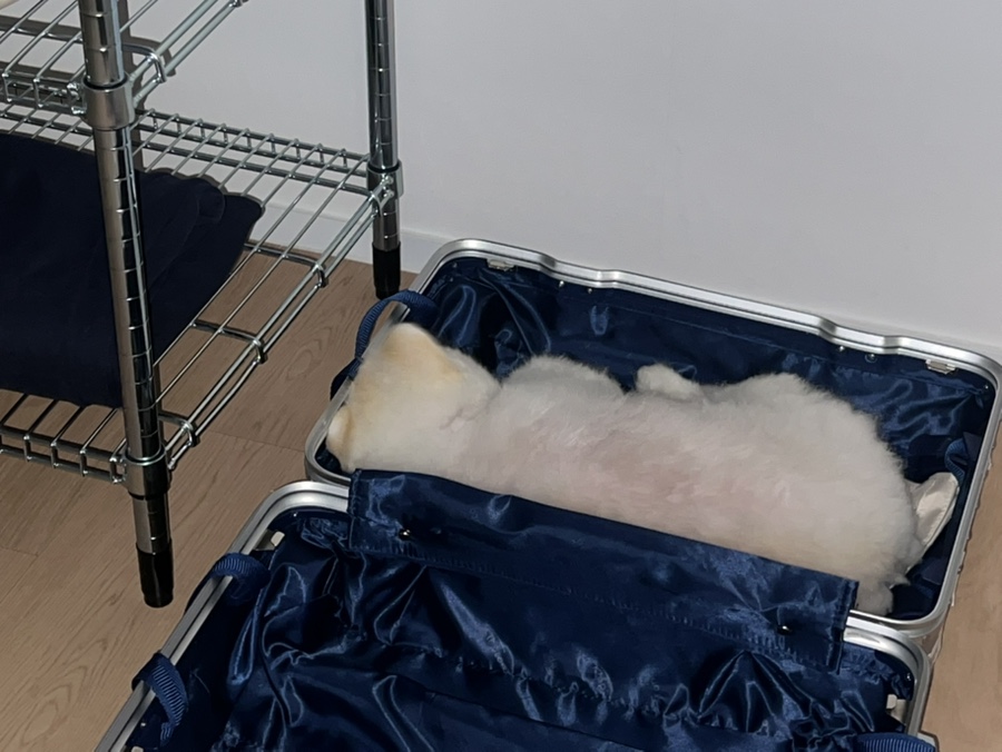 복대박 이미지