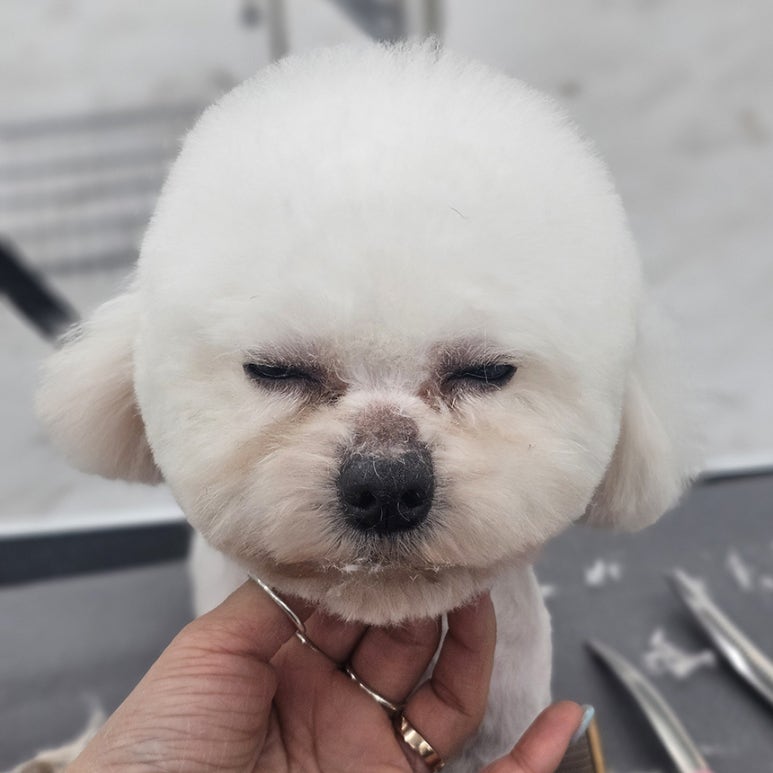 윈애견미용학원 이미지