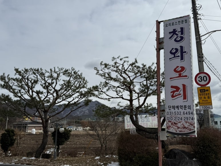 청와오리 이미지