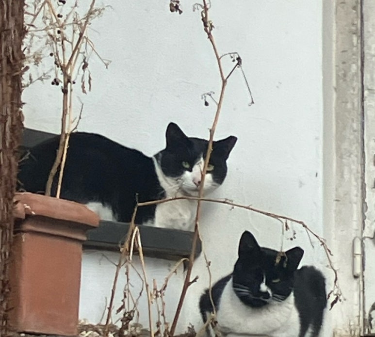 냥보스 이미지
