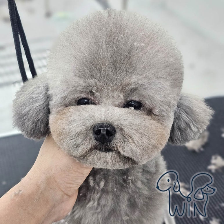 윈애견미용학원 이미지