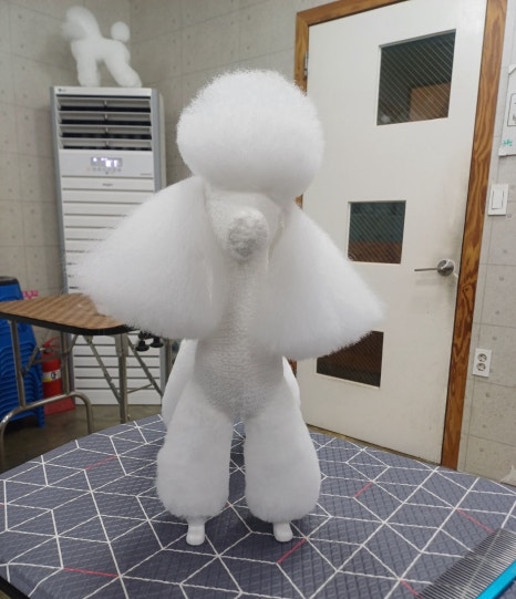 이정민애견미용학원 이미지