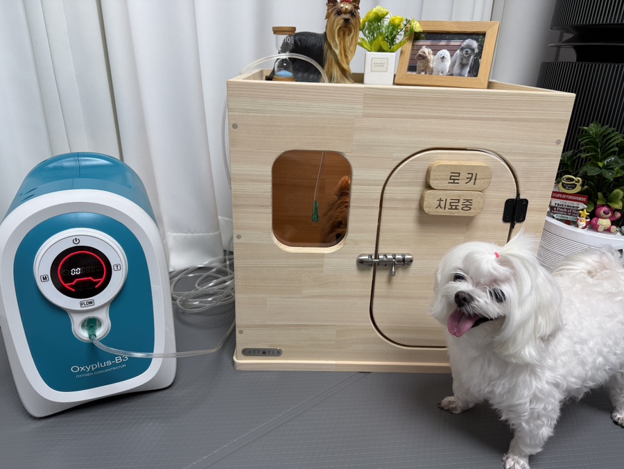 세이프토피아 이미지