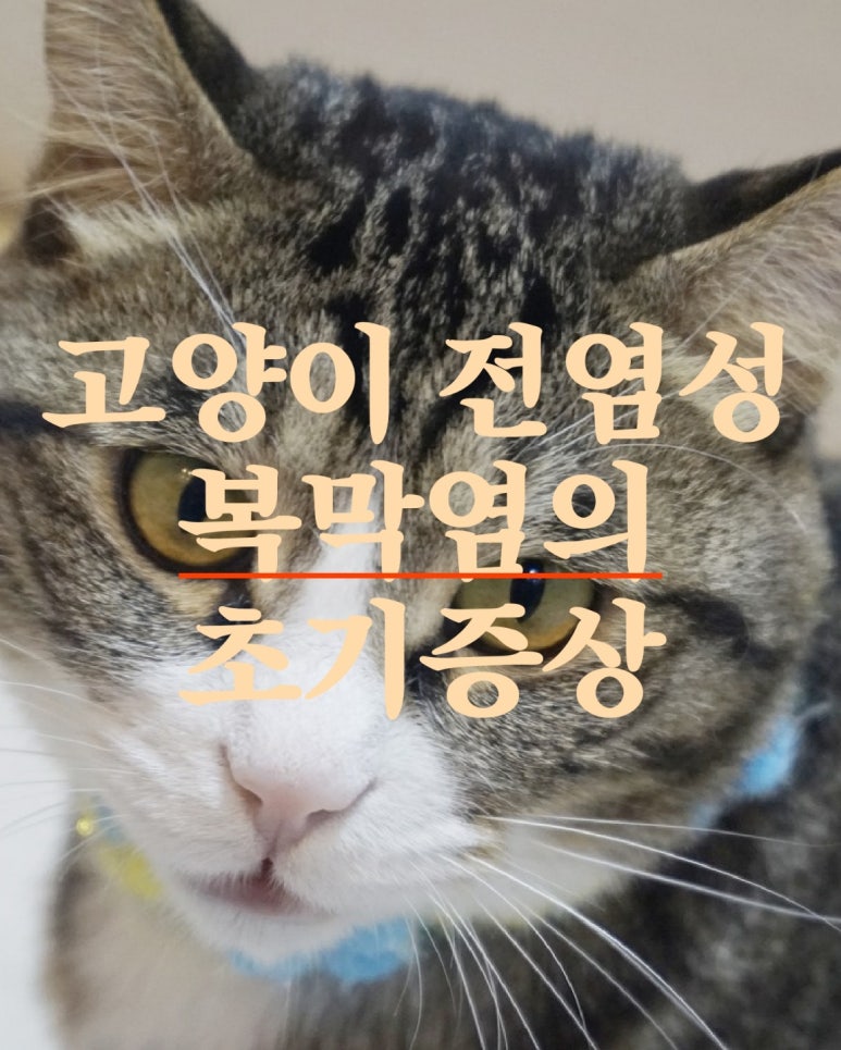 고양이 전염성 복막염의 초기 증상
