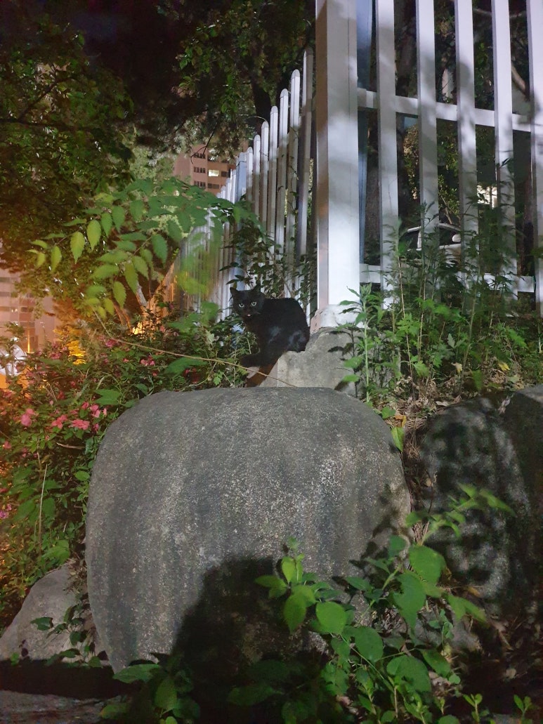 119짜장 이미지