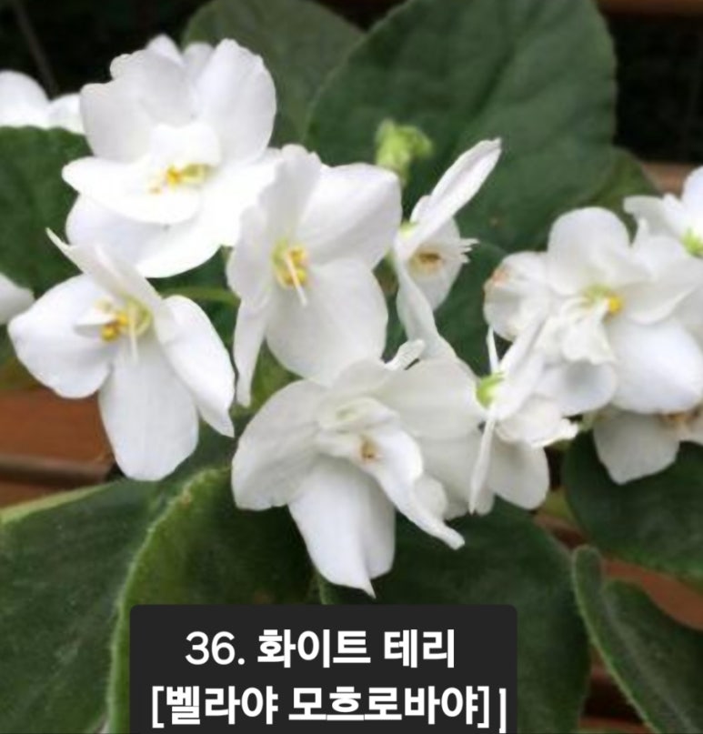 바이올렛 이미지