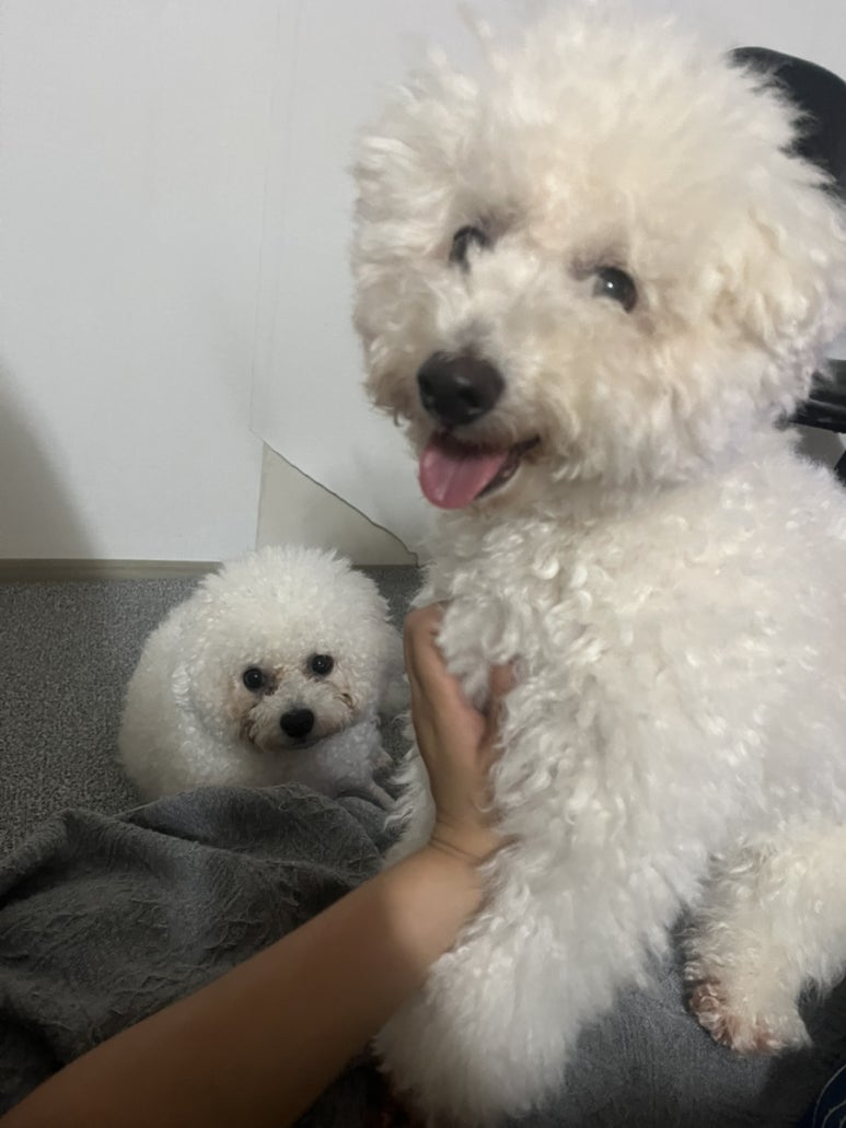 강태문피자 이미지