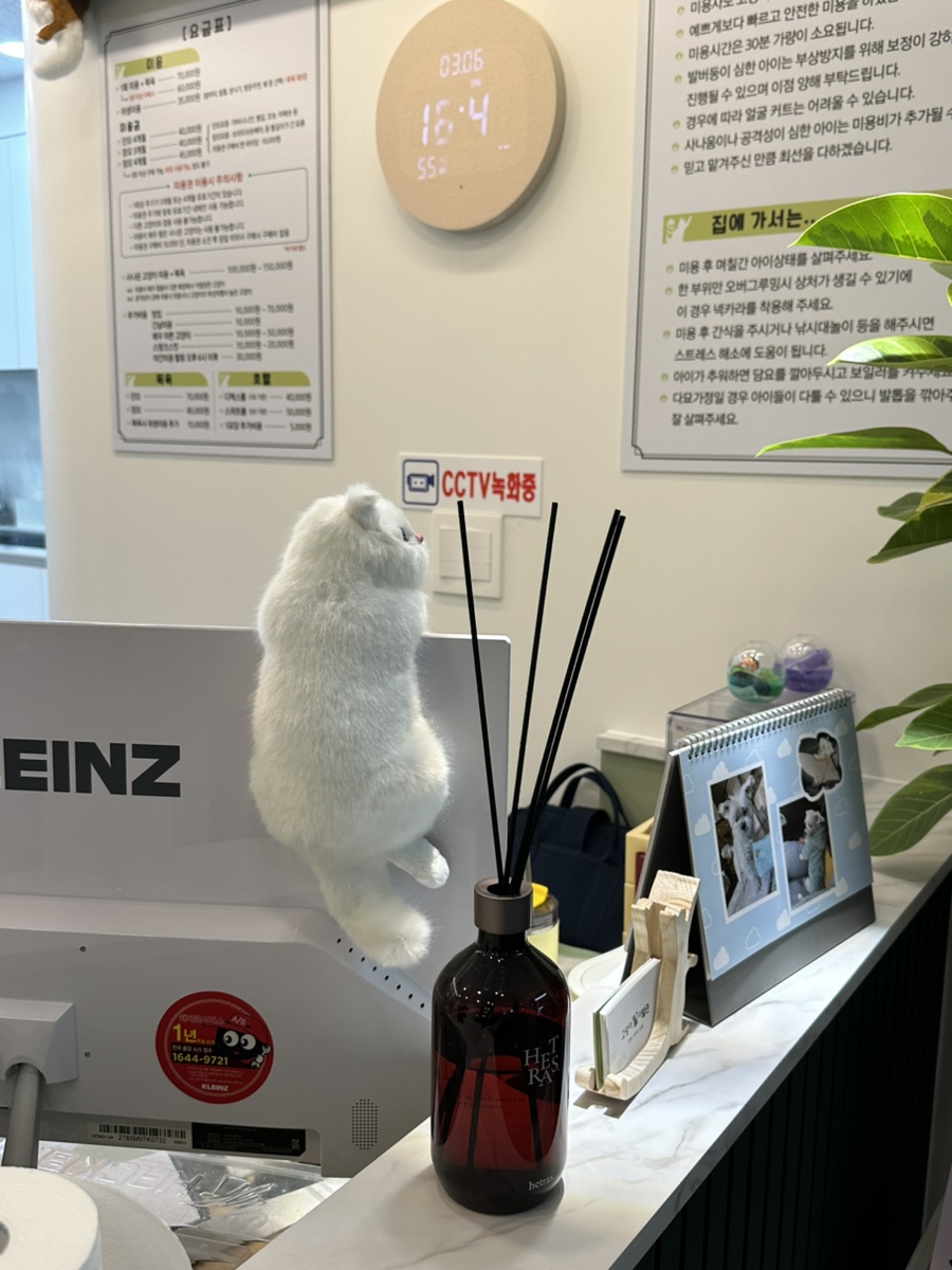 부천 고양이 무마취 미용, 스트레스 줄이는 30분 과정 — 사진 5