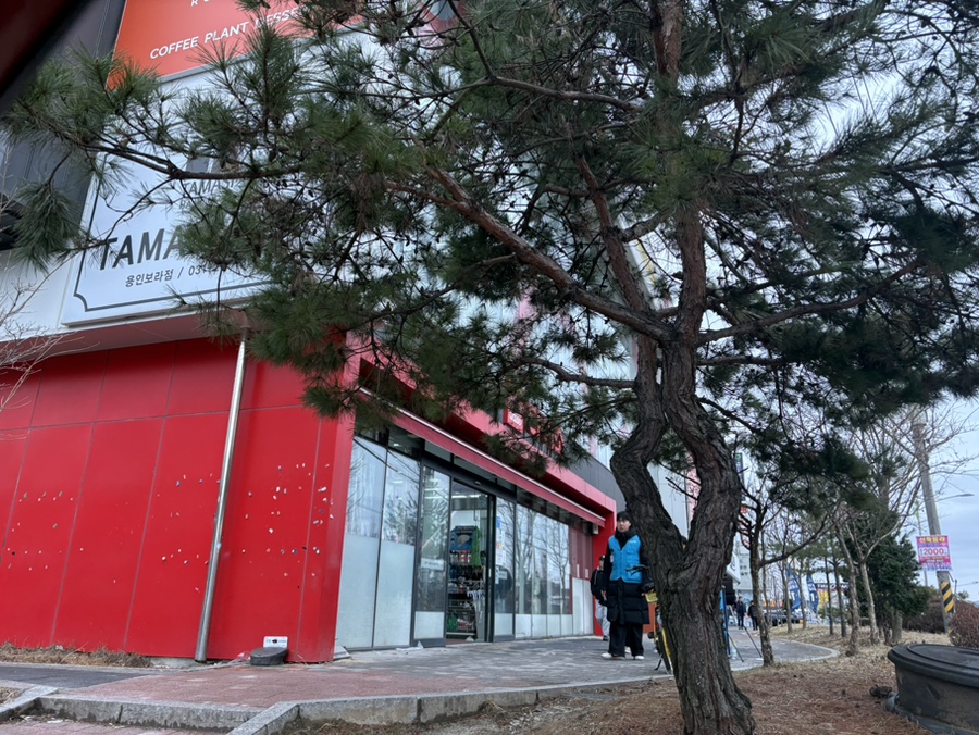 로이로스터스보라 이미지