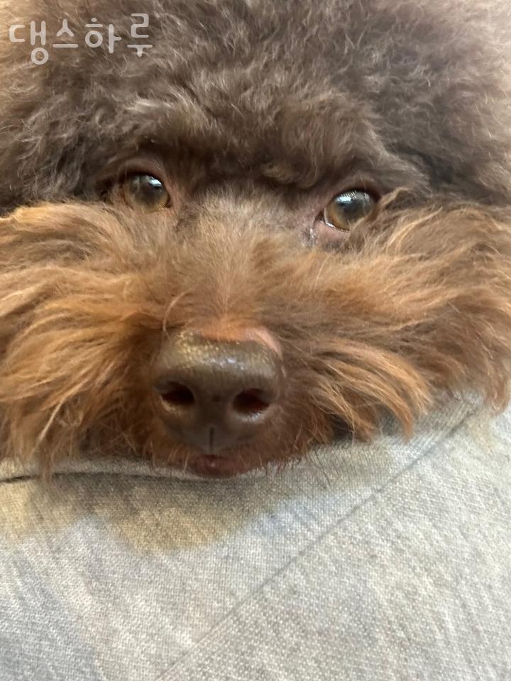 댕스하루 이미지