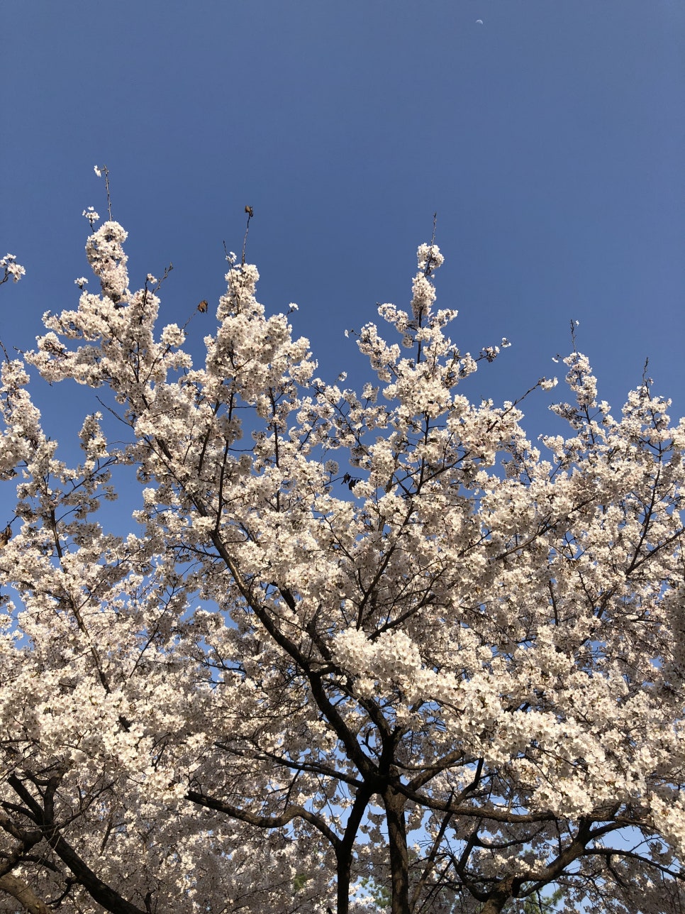 꽃보라화원 이미지