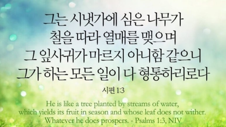 시냇가에심은나무 이미지