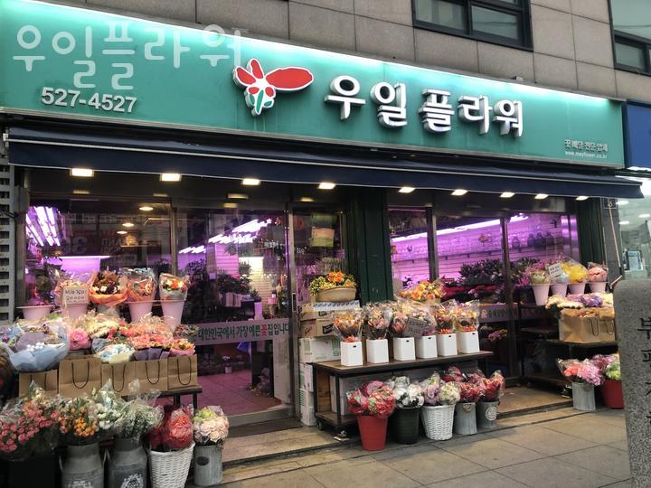 우일플라워 이미지