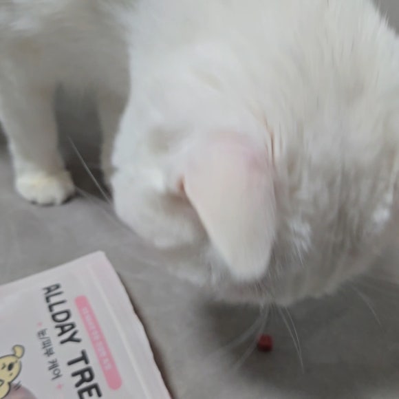 왈랄라 이미지