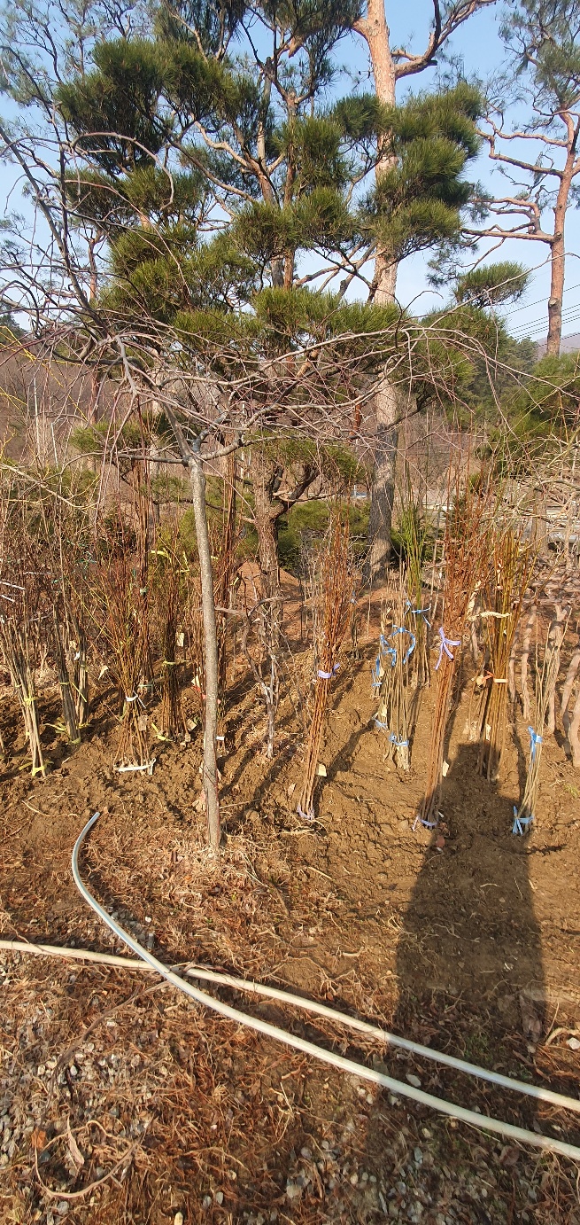 상록원 이미지