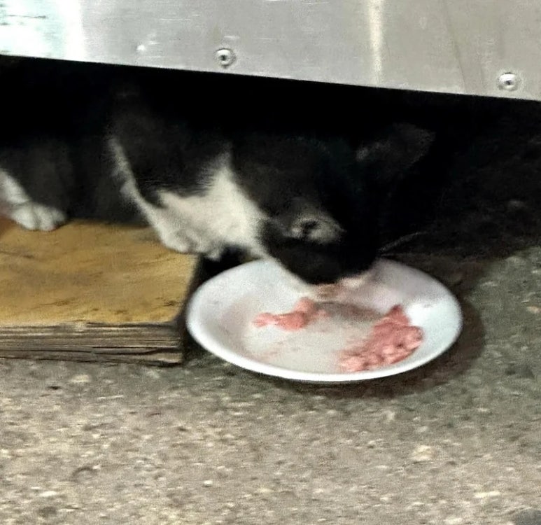 (주)앨리캣 이미지