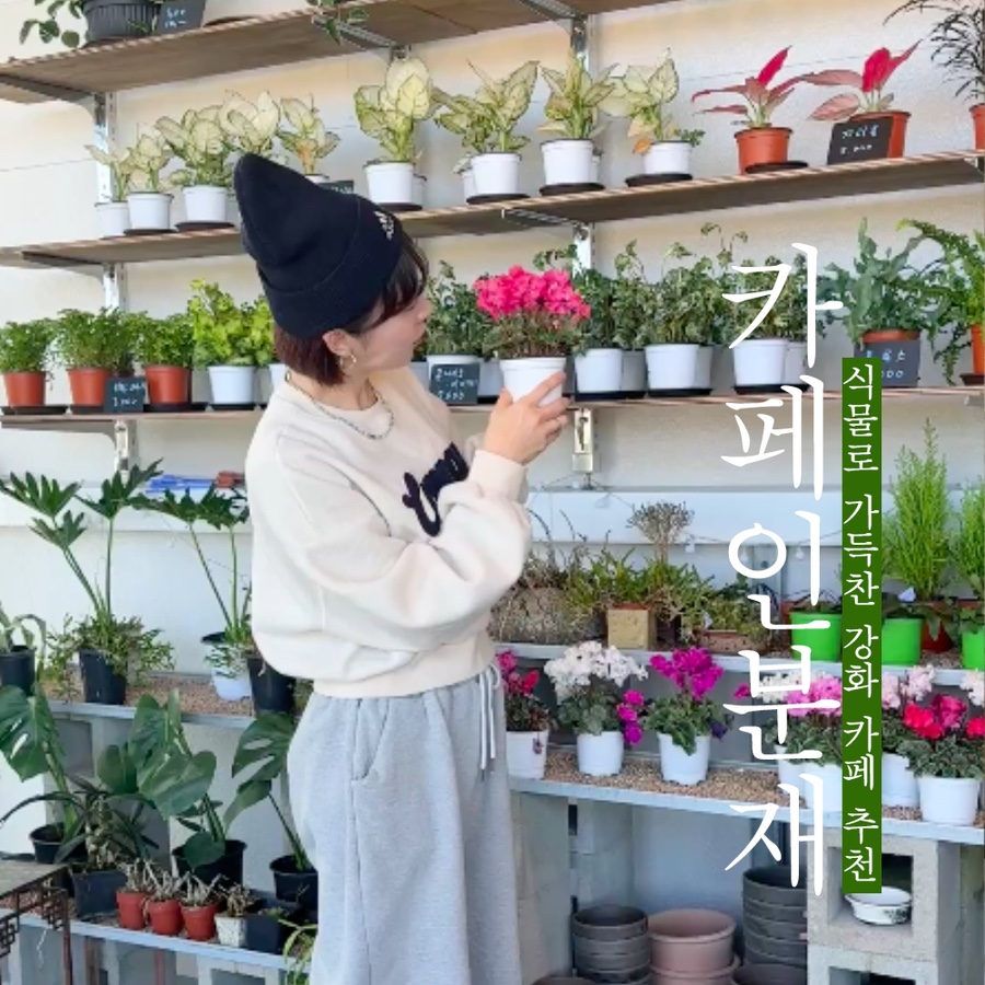 카페인 분재 이미지
