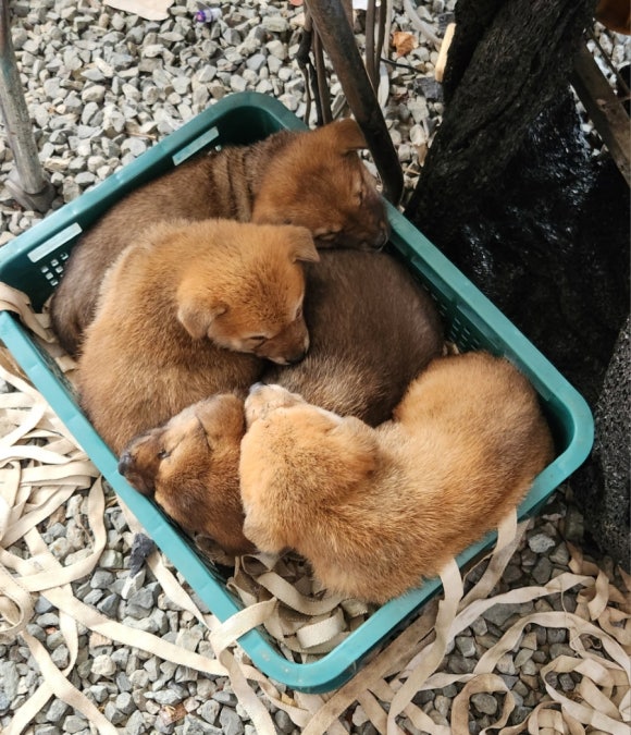 한소쿠리 이미지