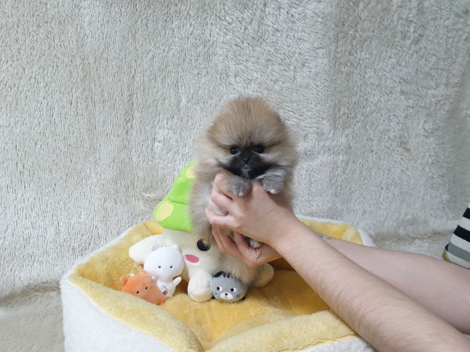 순창애견용품 이미지