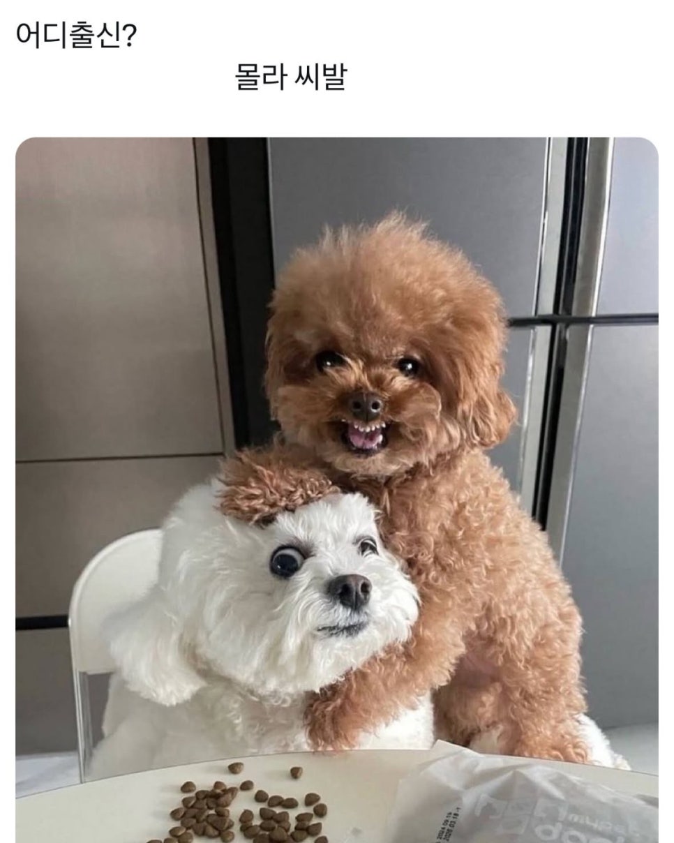 조아짐 이미지