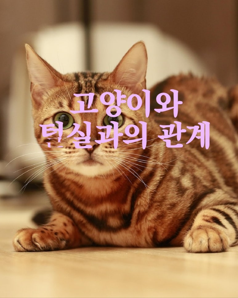 고양이가 털실과의 관계