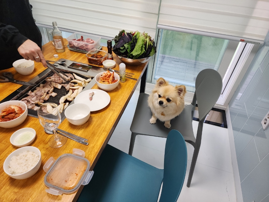 바비애견풀빌라 이미지