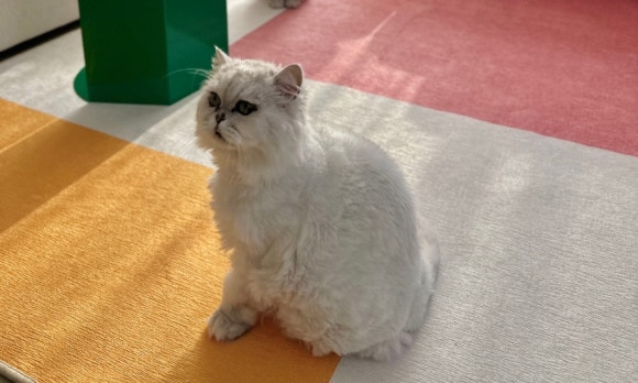 데이드리머 이미지