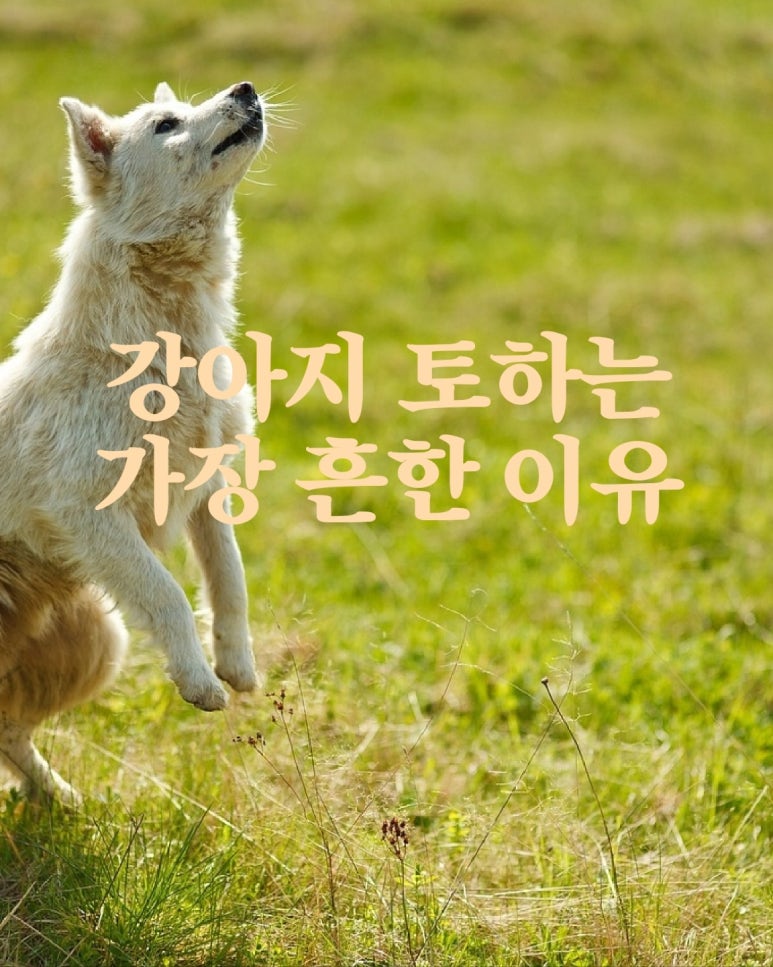 강아지가 토하는 가장 흔한 원인