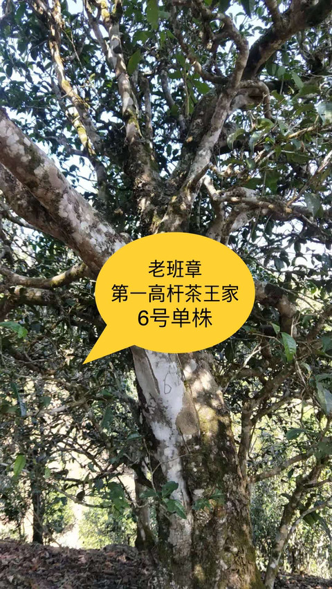 차향 이미지