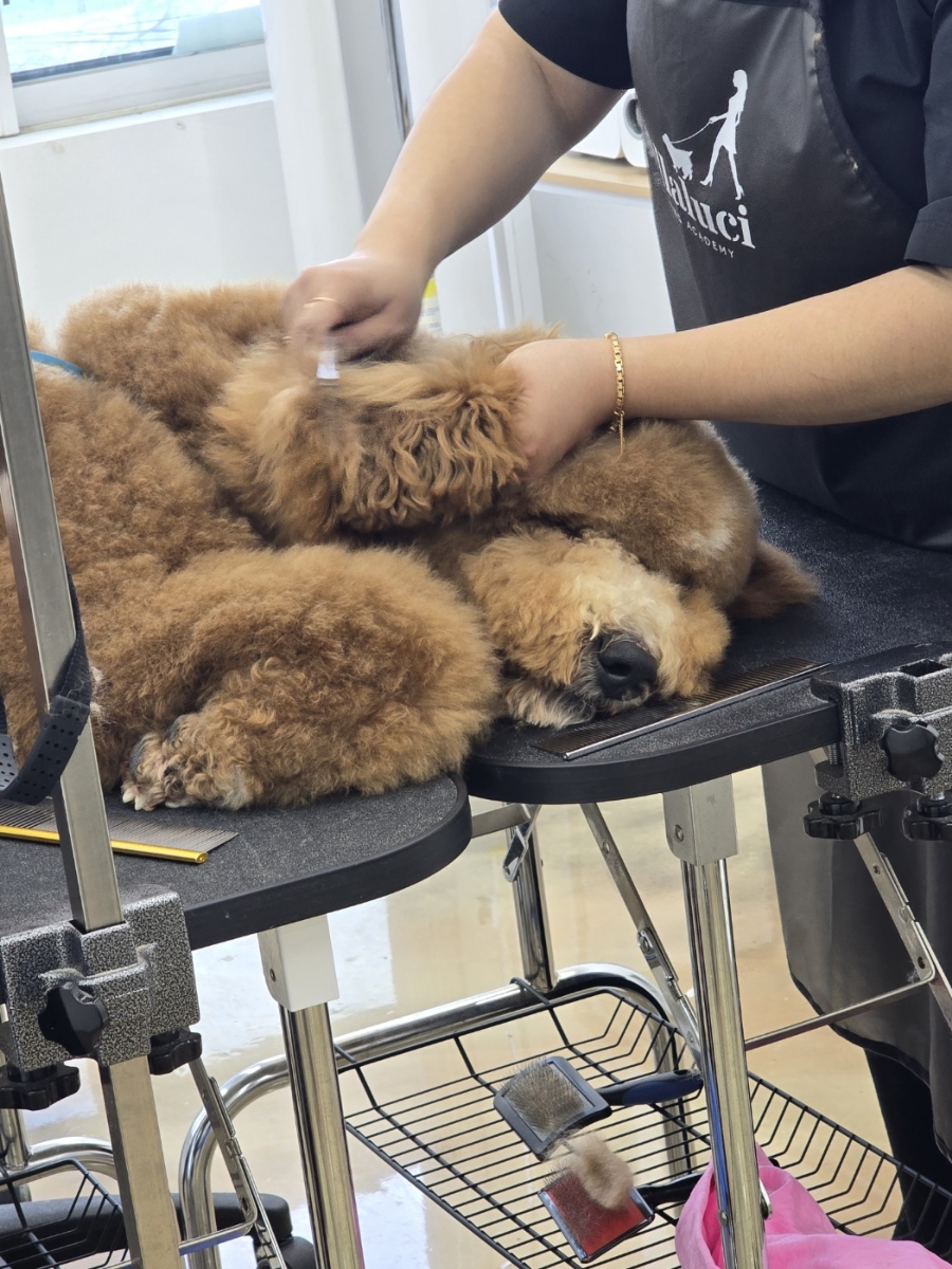 벨라루시애견미용학원 이미지