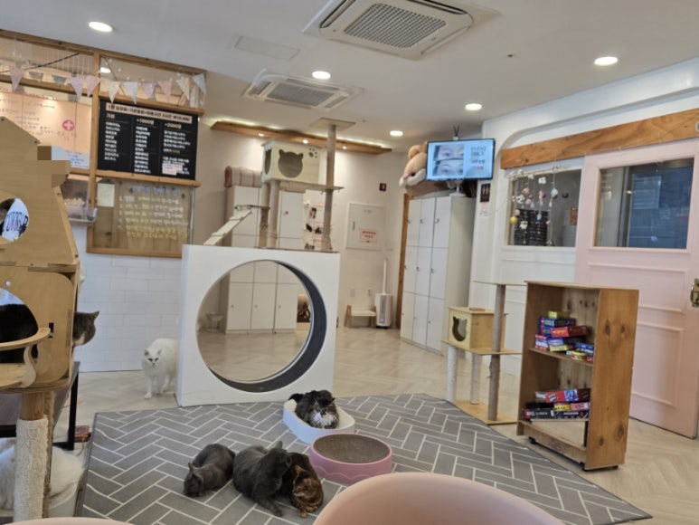 고양이별캣카페 이미지