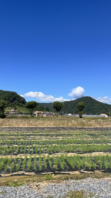 더바른문어 이미지