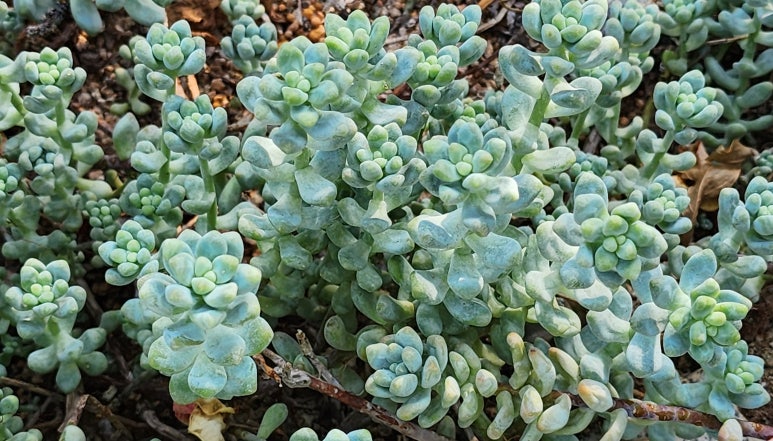 BLAU(블라우) 이미지