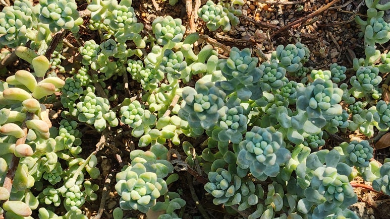 BLAU(블라우) 이미지