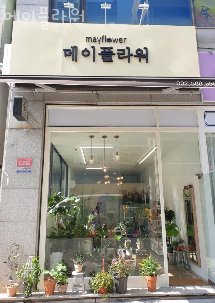 메이플라워 이미지