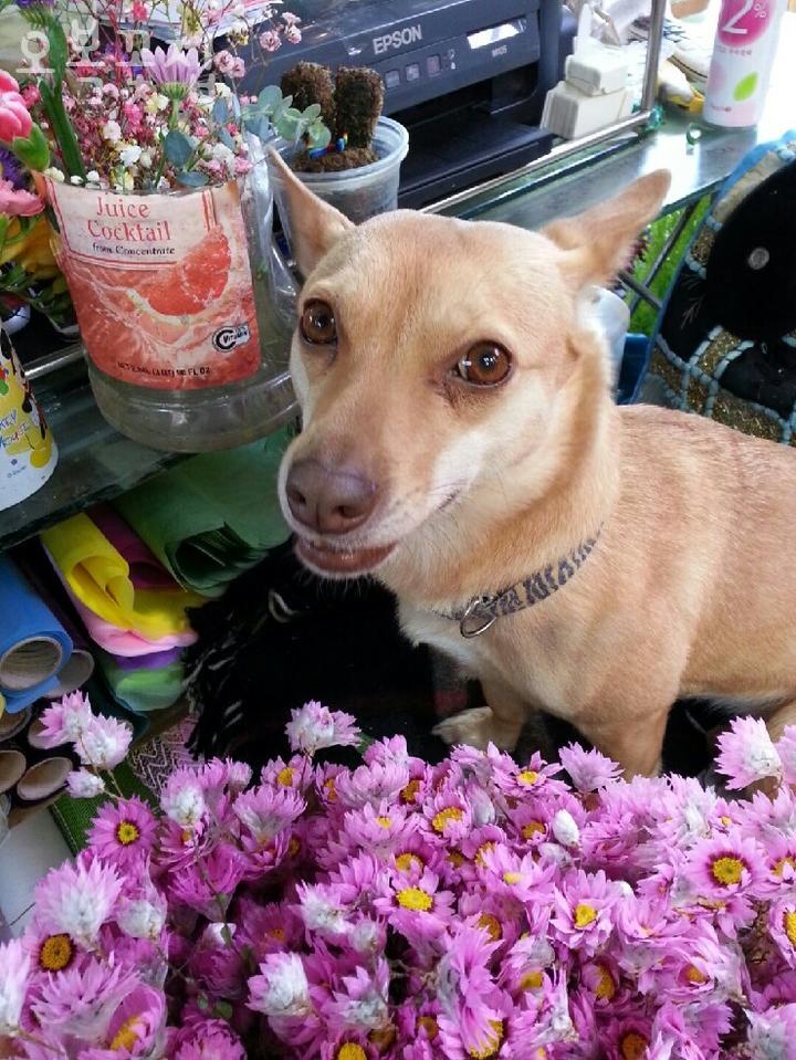 오복꽃집 이미지