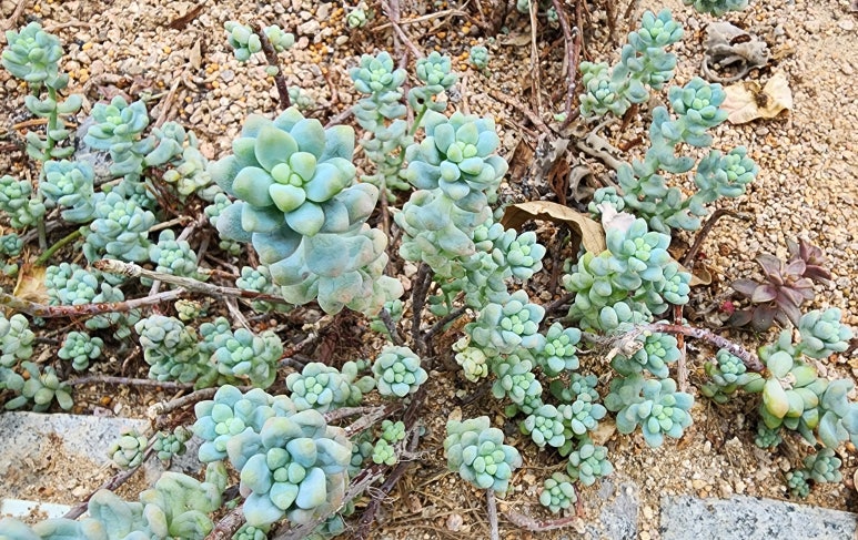 BLAU(블라우) 이미지