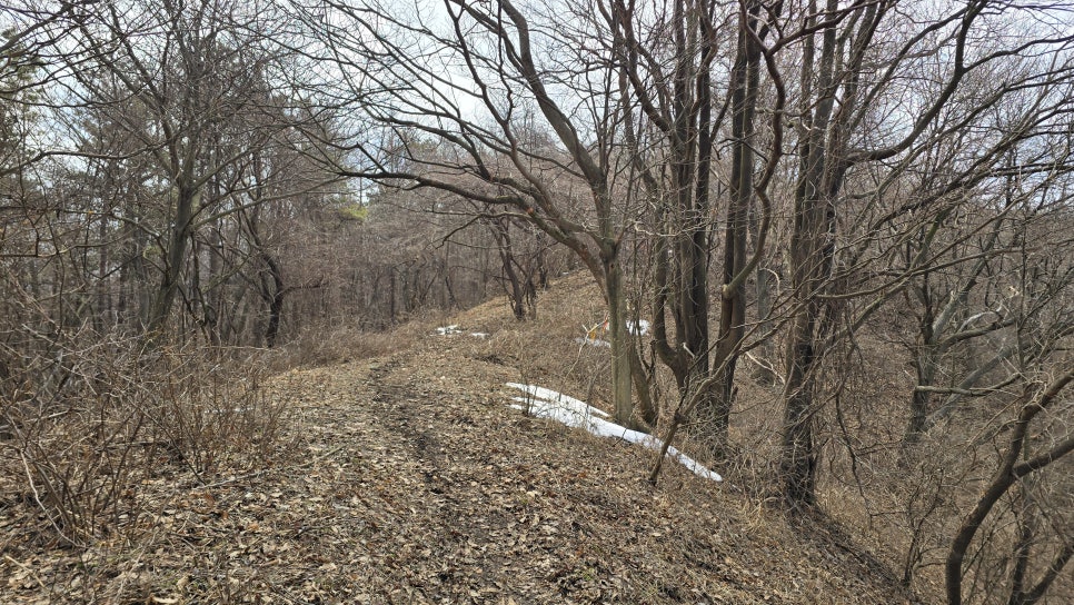 산철죽 군락지 이미지