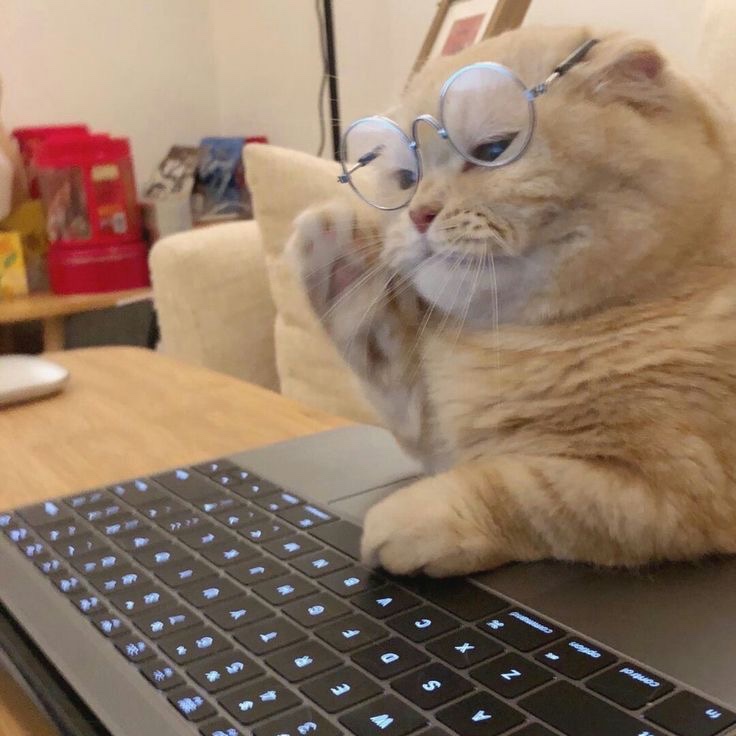 몽고햄버거.몽고피자 이미지