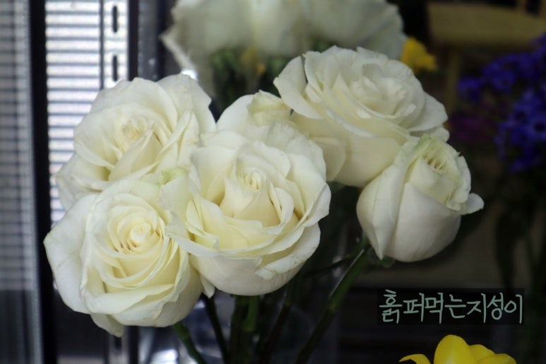 릴리안플라워 이미지
