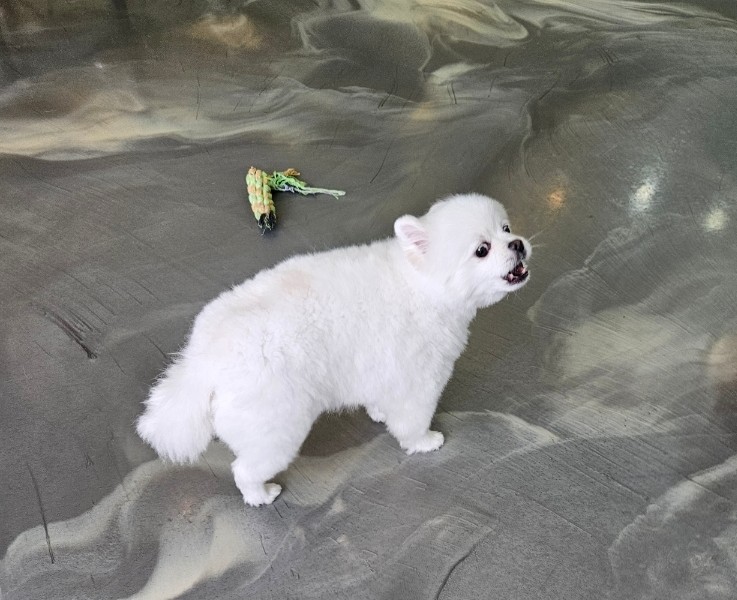 개스타그램 이미지