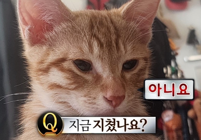 잠꾸러기 이미지